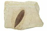 Fossil Leaf (Carpinus?) - France #254351-1